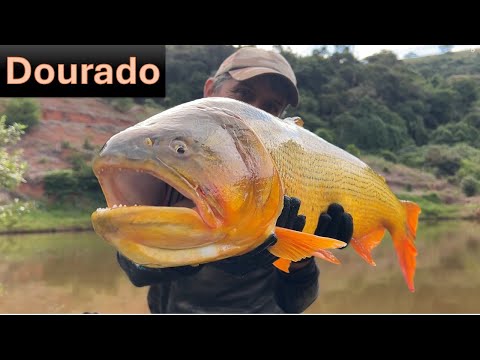 Golden the King of the River!