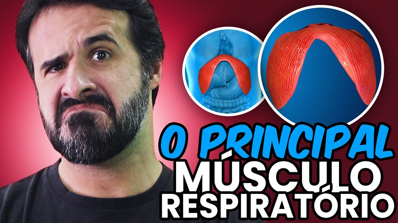 PREPARE-SE PARA CONHECER O PRINCIPAL MÚSCULO RESPIRATÓRIO.