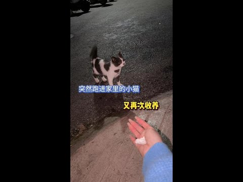 这猫咪太有灵性了#每只猫咪都值得被爱 #收养流浪猫