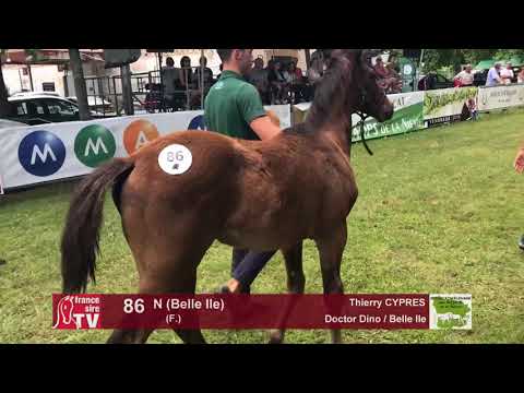 Sprinter Sacré Show 2018 : Lot 86 - N (Belle Ile)