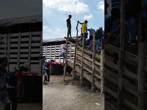 los camiones con los toros bravos,y los jóvenes en el toril esperando éstos, arenal bolivar.