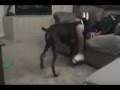 Desi Girls And Dog Fuck