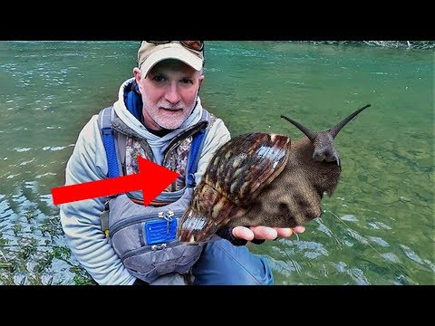 EXOTIC Pets That Are TAKING OVER Florida!