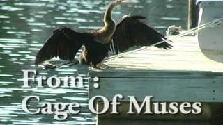 Time Reverie: Anhinga :  Bury Me Standing - On The Pithlachascotee River:************* A.J.Croce: