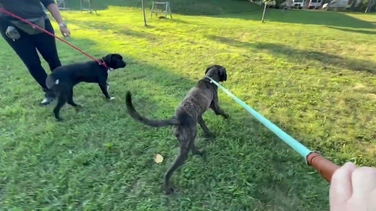 Big Mac's Leash Test