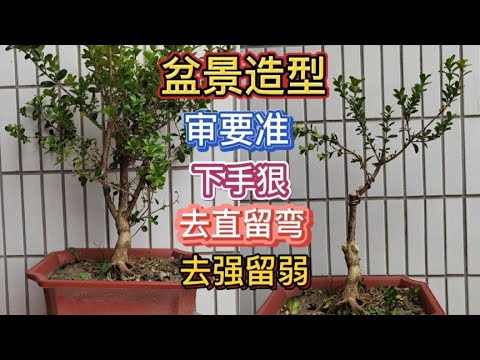 , title : 'LIVE-盆景造型掌握关键方法，你也可以成为制作大师，有哪些好方法'