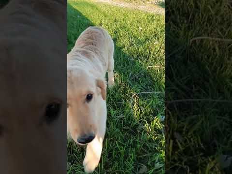 Benny loves the sunshine!