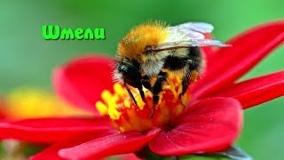 Шмель моховой bombus muscorum fabricius 1775