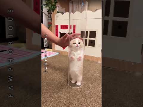 The kitten leap towards you 💕 😻