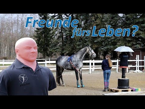 Klitschko und Falco werden Freunde - Verhaltensmuster beim Pferd überschreiben