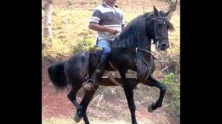 Caballo Prieto Azabache - Antonio Aguilar (Vulcano)