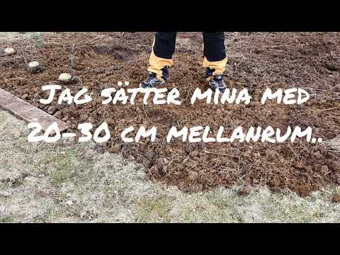 Sätta potatis i hästgödsel och hö