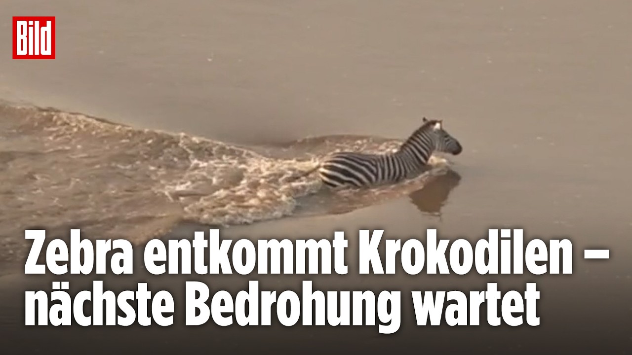 Zebra entkommt Krokodilen: Die größte Gefahr wartet am Ufer