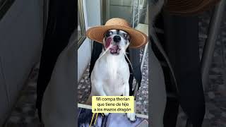 Mi compa Therian bueno pa las mitos
