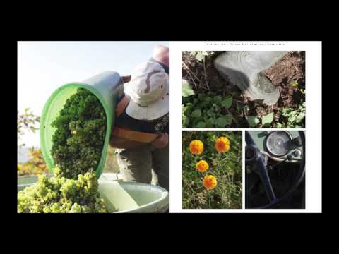 Gebr.Geiger jun. Weingut, Inh. Werner Geiger YouTube-Vdeominiatur 9