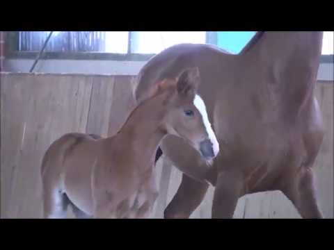 *2018 Stutfohlen von Benicio - De Niro  SOLD!!!