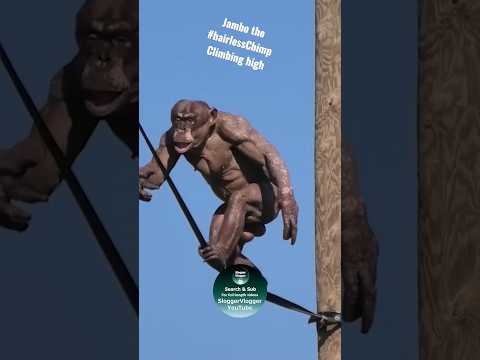 Climbing Jambo the #hairlessChimp #shorts