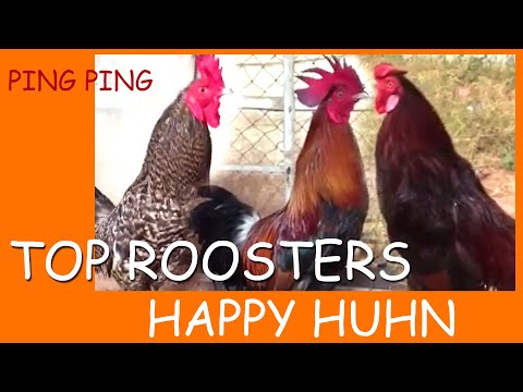 PING PING - Different roosters crowing | chicken in comparison | roosters from different breeds