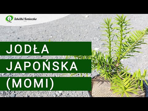 Jodła Japońska (Jodła Momi) - Abies firma | Rośliny Kolekcjonerskie | Iglaki do Ogrodu