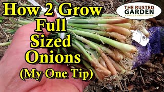 How to Plant Onion Bunches Correctly for Full Sized Onions: Fertilizing, Watering, Spacing, & Depth
