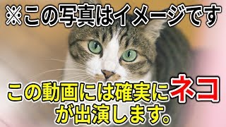 【猫出演確定】猫見つけて映すまで絶対に動画終われません！！！！！！www