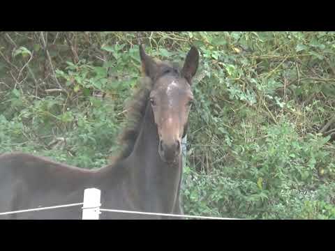 Diamond First Hengstfohlen