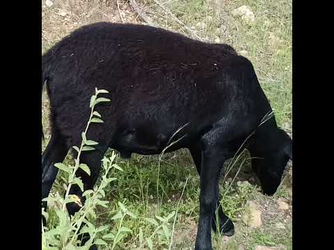 Borregos Santa Inês Puro - Rebanho ALMS - paraíba, disponíveis a venda, seleção feita na caatinga!!