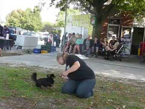 20140914 Demo Dogdance KWB Familiedag Shauni en Nino