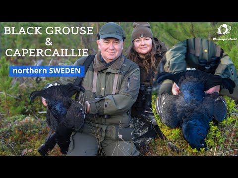Black grouse & capercaillie hunting in northern Sweden. Father and daughter edition.