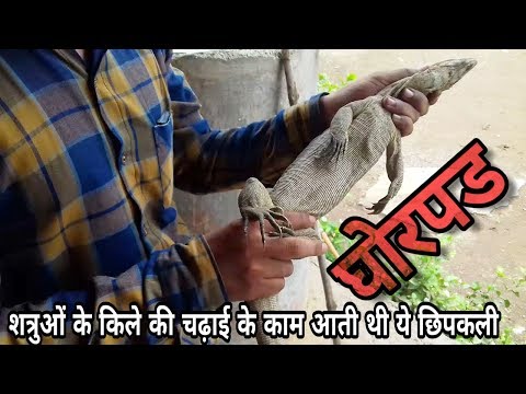 विषखोपड़ा (biskhapra) घोरपड (Ghorpad) Indian monitor lizard in hindi | indian monitor lizard goh