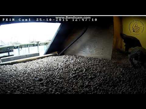 Sokół wędrowny PKiN Warszawa  2015 10 25 11 42 09 421