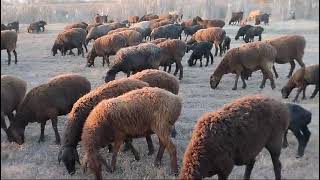 this little sheep is sucking its mother 05