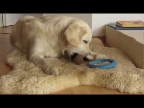 "Nicht von Pappe", Golden Retriever, Golden Alba, Alba