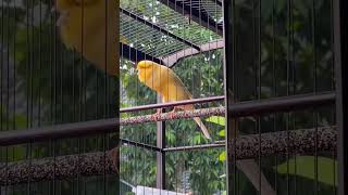 Download lagu yorkshire gacor mp3