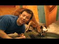 Zoboomafoo With The Kratt Brothers KANGAROO Full Episodes Compilation