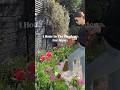 An Hour In The Garden Gardening Garden Gardeningtips Gardeningvideos