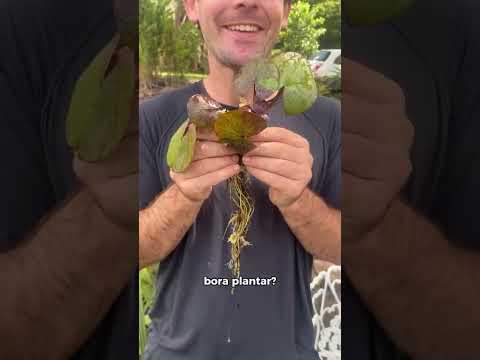 V&iacute;deo 5