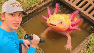 I Found Rare Creatures Living in a Sewer!