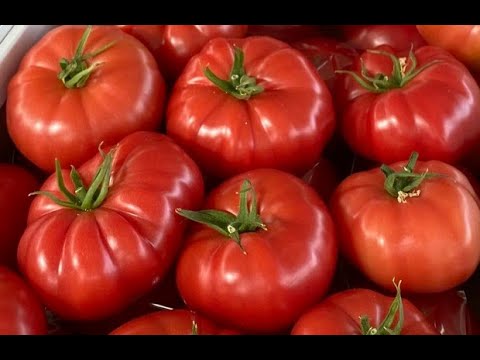, title : 'Uprawa, nawadnianie i ochrona biologiczna pomidorów malinowych'