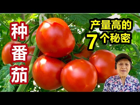 , title : '番茄/西红柿这样种，产量一定高，这7点你做对了吗？选地，土壤，浇水，施肥，修剪，支撑，防虫Plant a tomato this way and get the best yield'