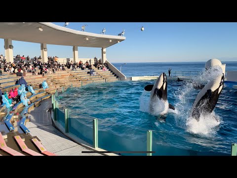 【4K HDR】Kamogawa SeaWorld Orca (Killer Whale) Full Show (Jan.2021)