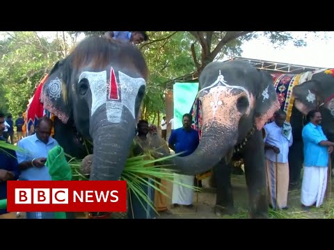 India elephant 'rejuvenation camp' lets temple animals 'relax' - BBC News