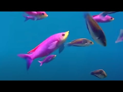 Coral reef fish danger - Blue Planet - BBC Environment