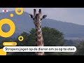 Dieren in safariparken lopen gevaar, nu toeristen niet meer komen
