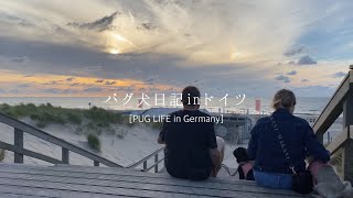 【ご報告】一家離散しました。幸せ系パグ犬YouTuber一家の現在。 | PUG LIFE in Germany【パグ犬 炭鈴】