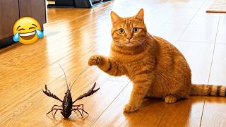 笑うなチャレンジ😂 猫のおもしろ動画2026 🐾 思わず吹き出す可愛い猫たちの珍行動集！