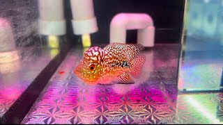 Lên em VIP nhí f2 “2triệu 500k” Sđt Zalo 0938882816