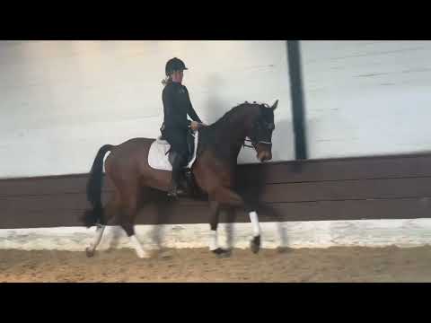 FINETTO 5j. v. Fidertanz - Riccione VB 15.000,- Euro