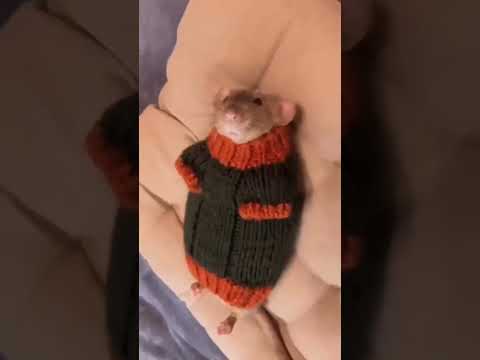#funny #gracioso #adorable #divertido #hashtag #animals #animal #rat #rata
