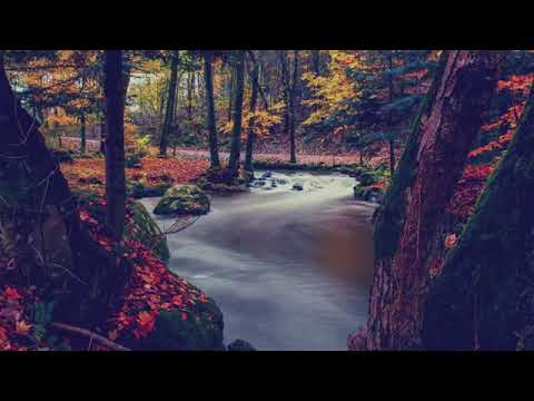 Japanese traditional relaxing music Koto Zen Garden Instrumental